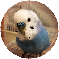 夏目靫子 なつめゆきこ Palcy パルシィ 講談社とピクシブ発の少女マンガ 女性マンガアプリ